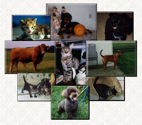 allanimals1.jpg (51361 bytes)
